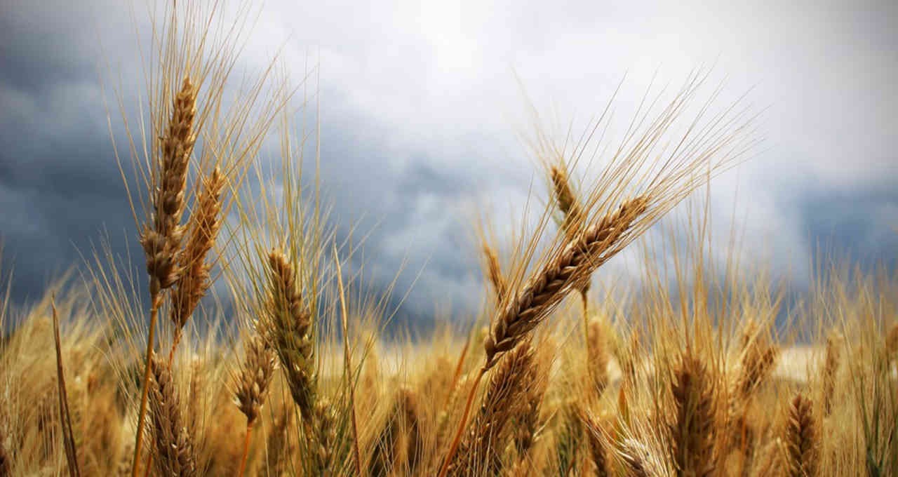 Colheita de trigo do PR avança a 37% da área apesar de chuva; plantio de soja vai a 9%